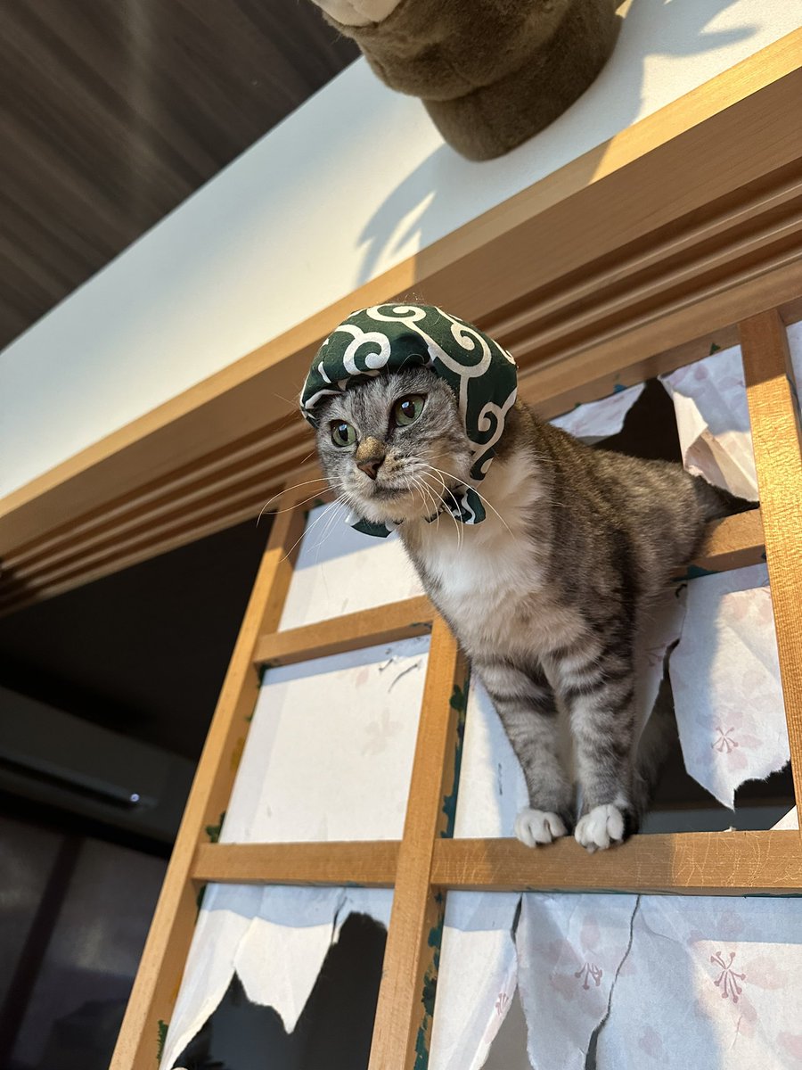 「障子紙泥棒、見参」