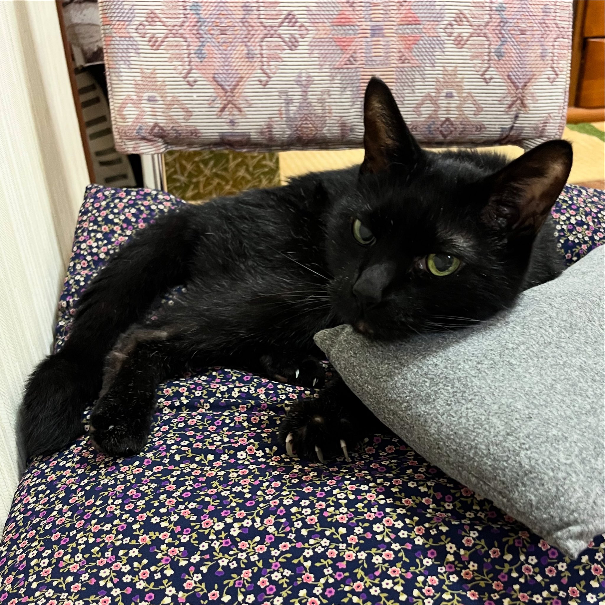 黒猫様♡ありがとうございます♡ image-pet-