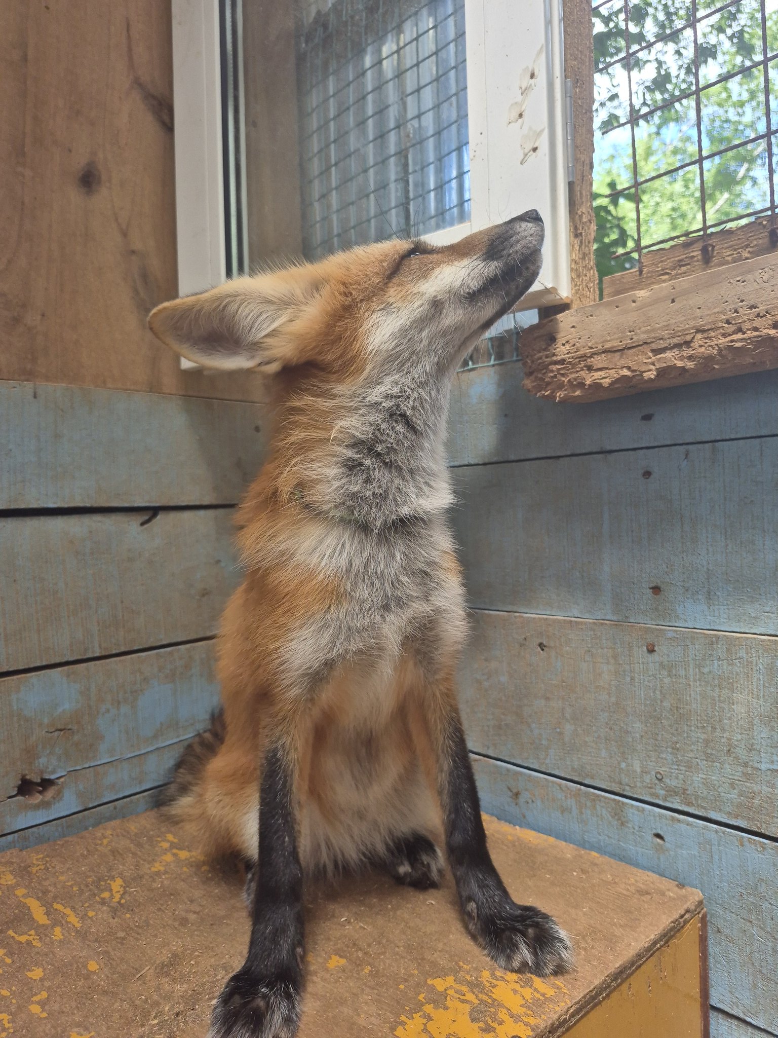 宮城蔵王キツネ村(公式)🦊 on X: 