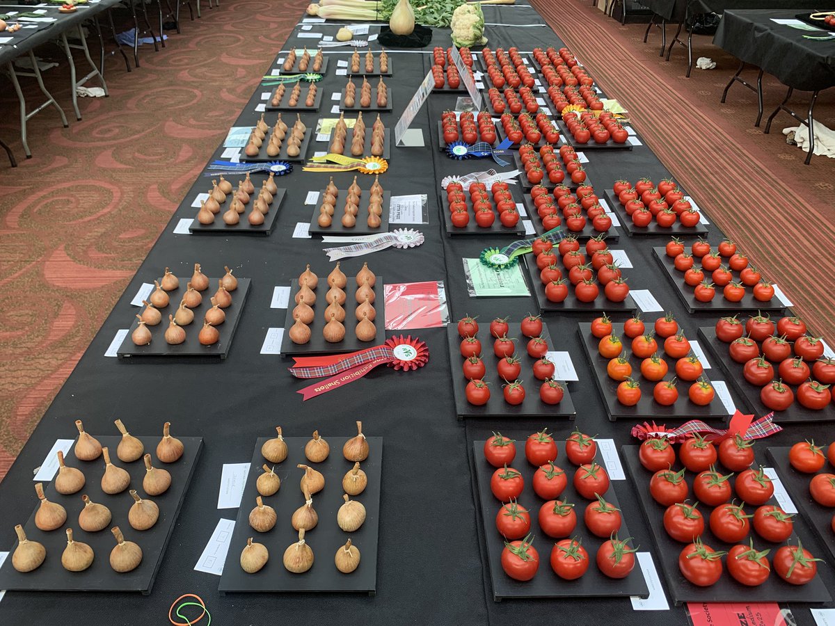 And then there are the big boys and girls
#nationalvegetablesociety held their ‘national’ show at #ayranddistrictflowershow this year
Big onions
Big parsnips
Big caulis
Big celery
and the size of the pot leeks 😍

Big everything, except the wee #tomatoes and #onions