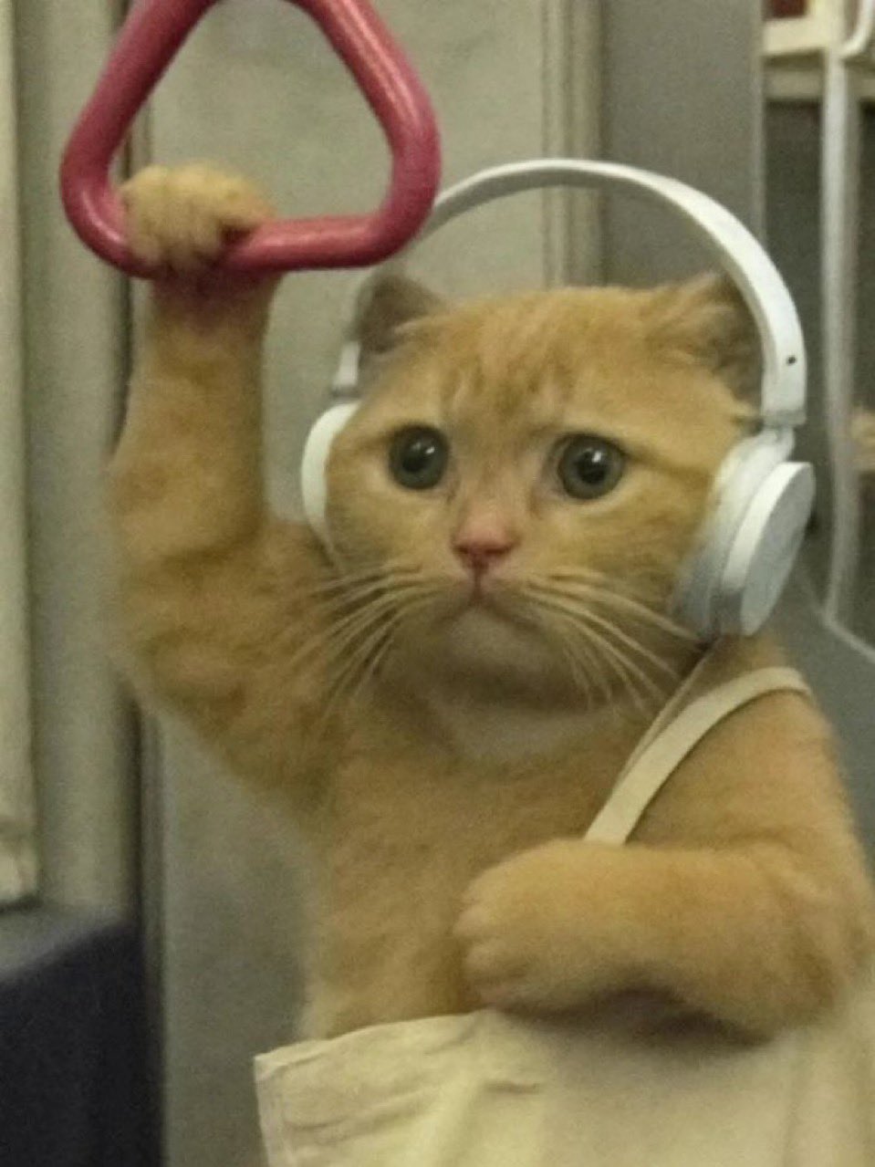 ねこ Amazon.co.jp: ねこに転生したおじさん プンちゃん Chibi