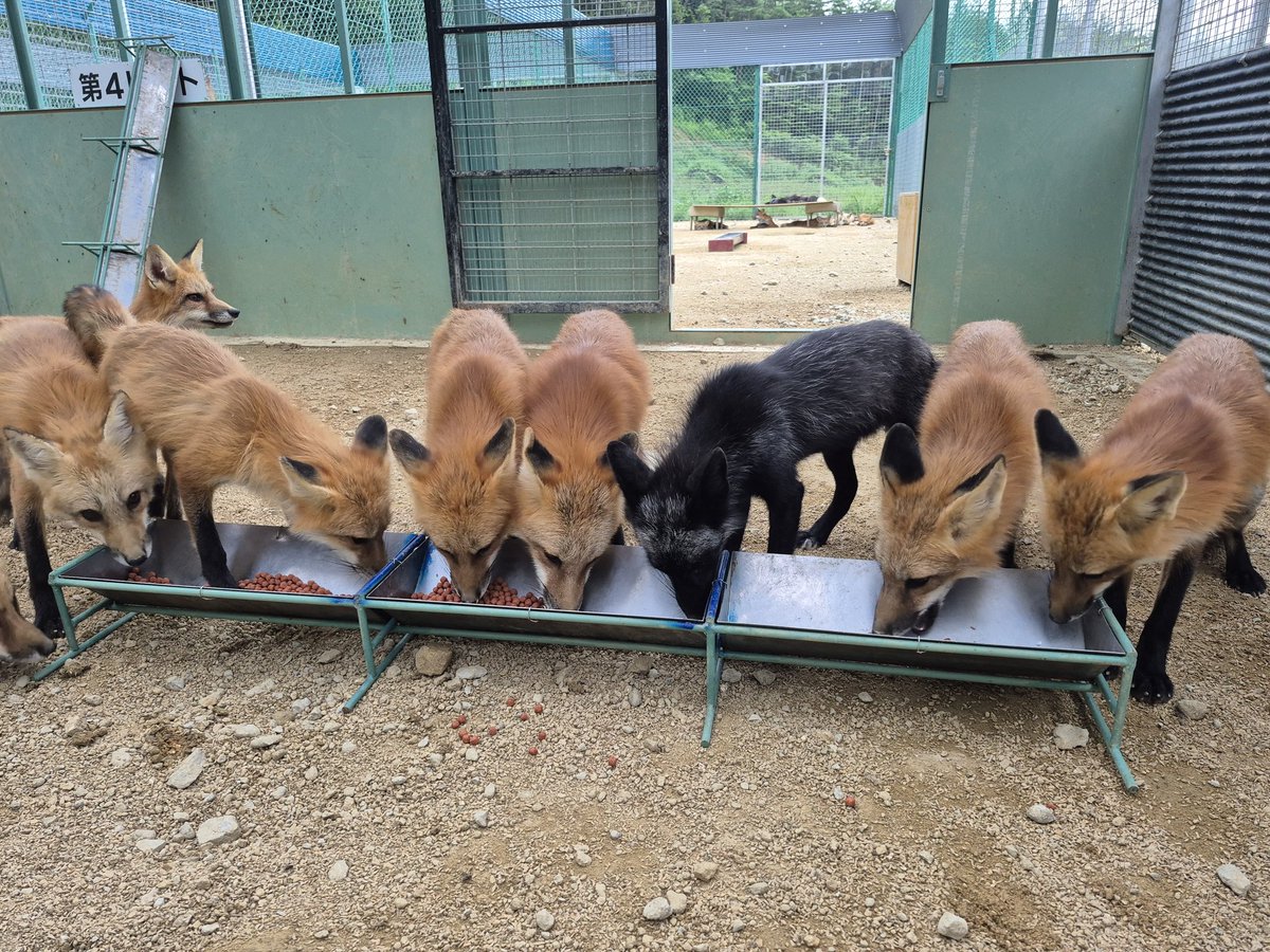 宮城蔵王キツネ村(公式)🦊 tweet media