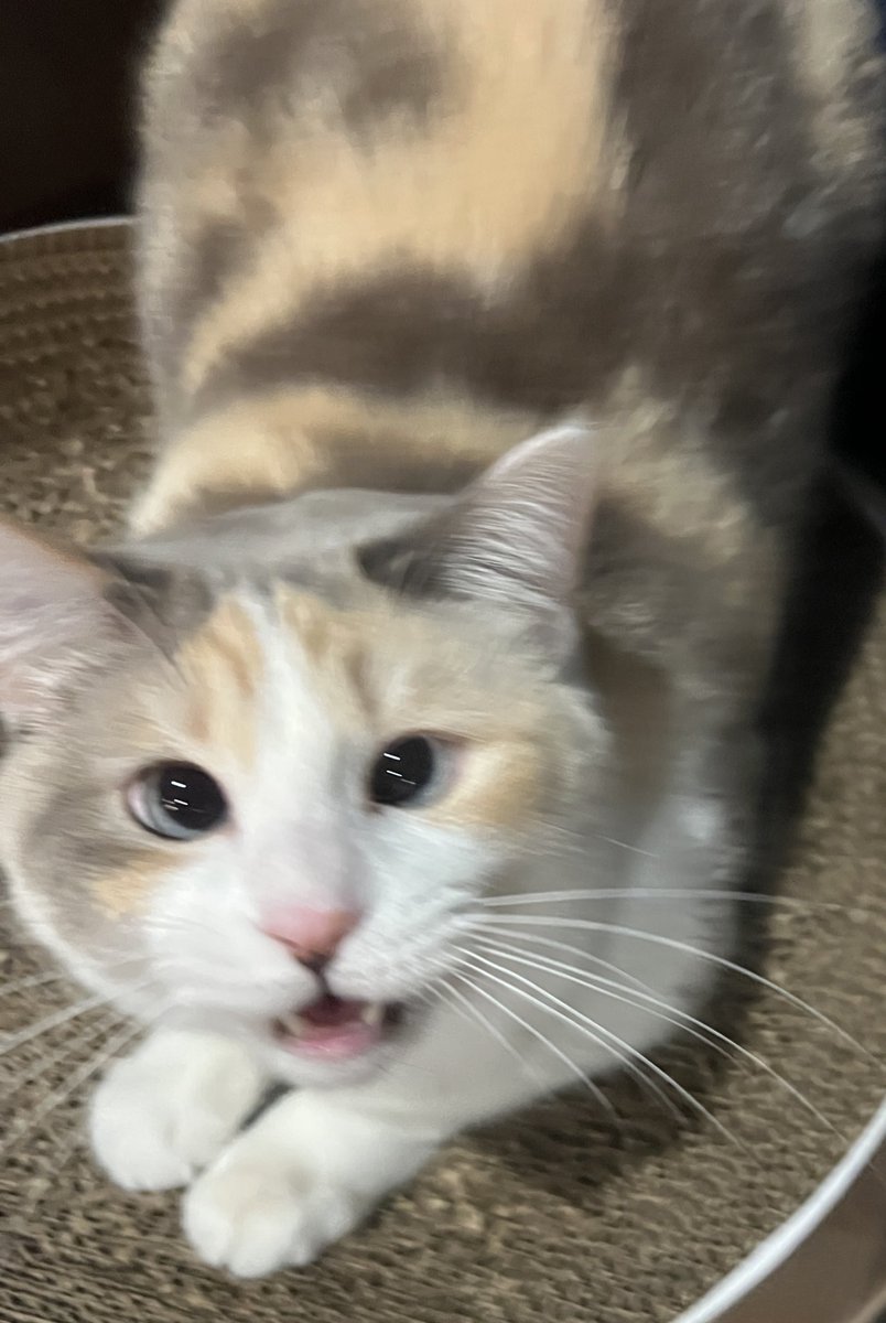fatfatpankocat's tweet photo. Ack! https://t.co/UfoHk5G7cI
