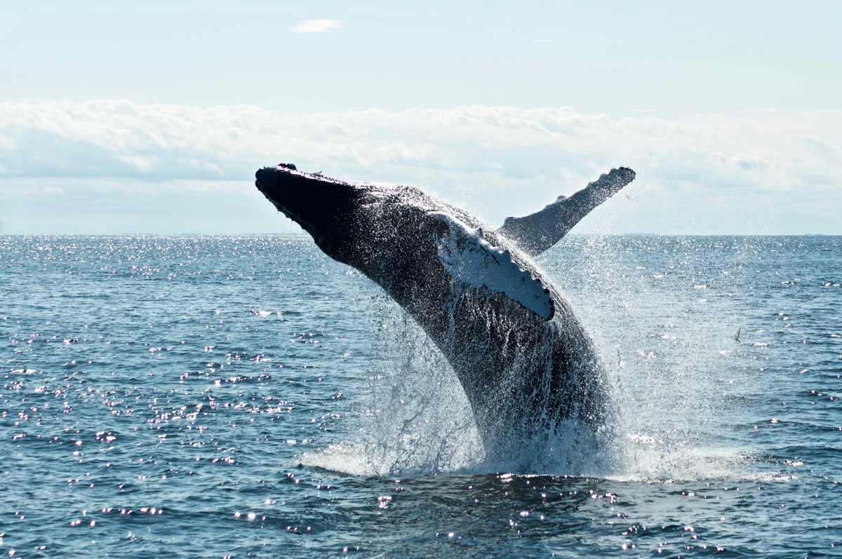 MegaMove (@megamove_org) on Twitter photo Whales and dolphins rely on sound for their daily activities but human-derived noise is affecting their behaviour. Although invisible, noise pollution is everywhere. Implementing actions to mitigate this threat is needed, such as reducing vessel noise
<a href="/scienceANU/">Science & Medicine at ANU</a> <a href="/UNOceanDecade/">UN Ocean Decade</a> Whales and dolphins rely on sound for their daily activities but human-derived noise is affecting their behaviour. Although invisible, noise pollution is everywhere. Implementing actions to mitigate this threat is needed, such as reducing vessel noise
<a href="/scienceANU/">Science & Medicine at ANU</a> <a href="/UNOceanDecade/">UN Ocean Decade</a>