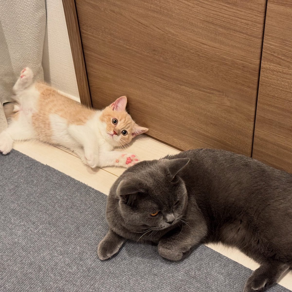楪らむ💎アロマモア💋AROMA MORE (@yuzuriha_r_more) on Twitter photo .
本日12時〜出勤してます🩷
仲良くなってきた〜🐱
. .
本日12時〜出勤してます🩷
仲良くなってきた〜🐱
.