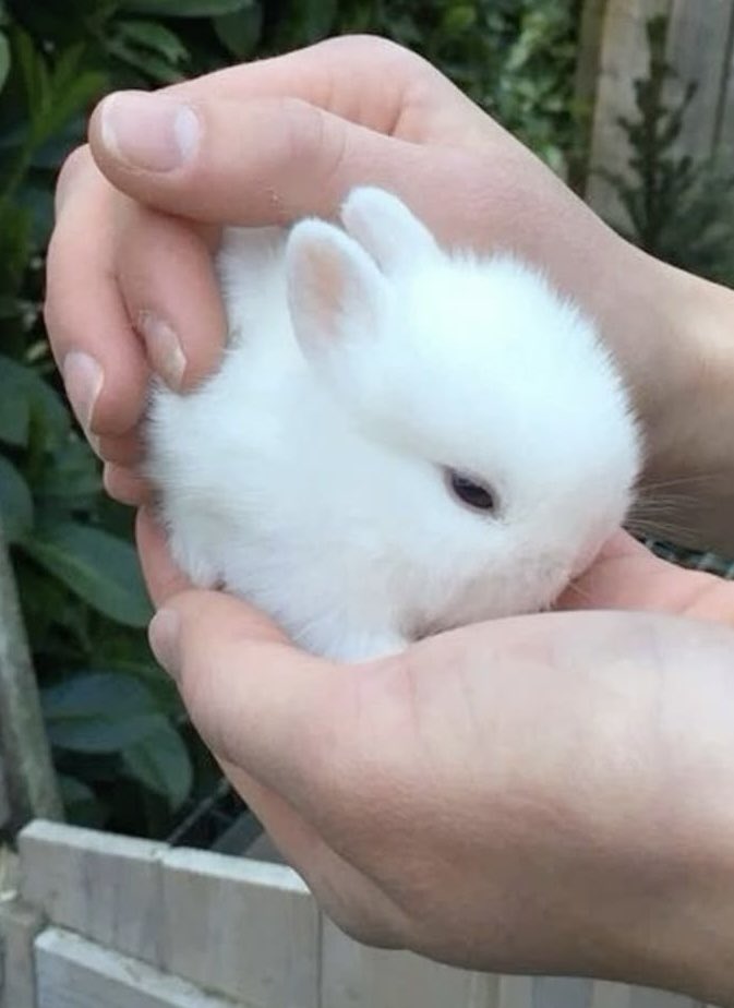 Bunnies (@bunnies) on Twitter photo 