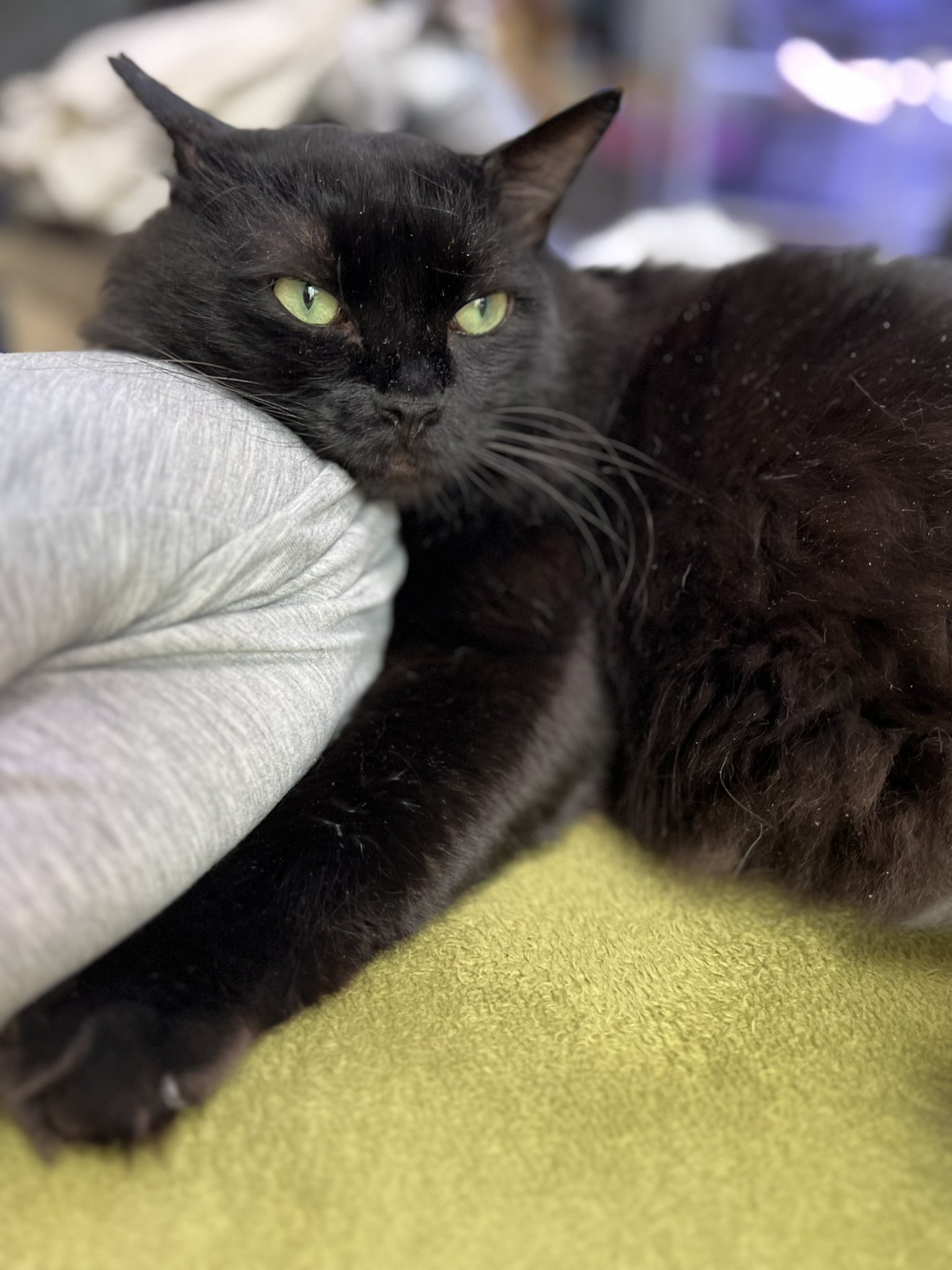黒猫様 825 on X: 