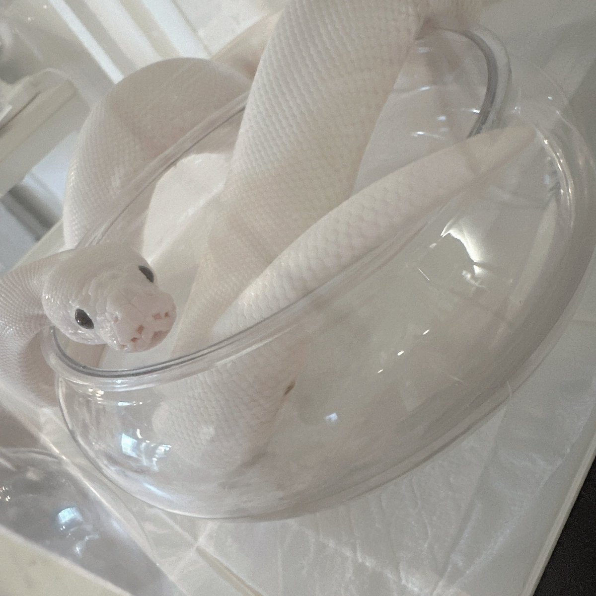 入浴中です(?????????)

\ﾁｲｻｲ/