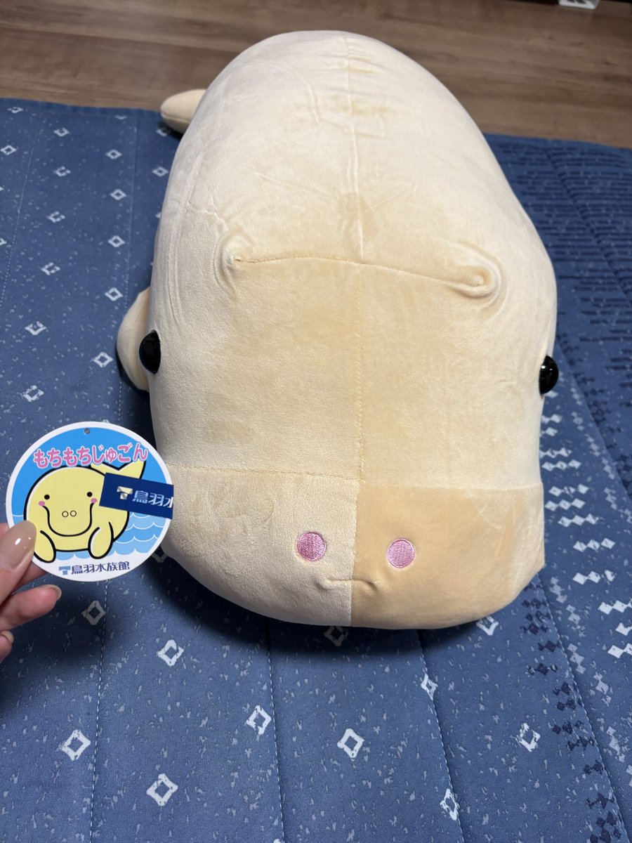 mytskr's tweet photo. @tan_sui_kabutz 鳥羽水族館で買ったじゅごんのぬいぐるみです🥰 https://t.co/3u88c3xvco