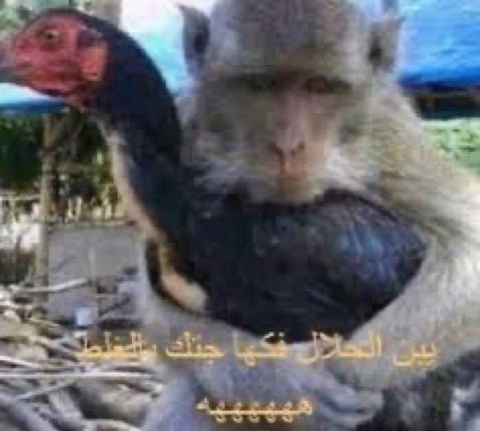 والله ببكي ههههههههههههههههههههههه