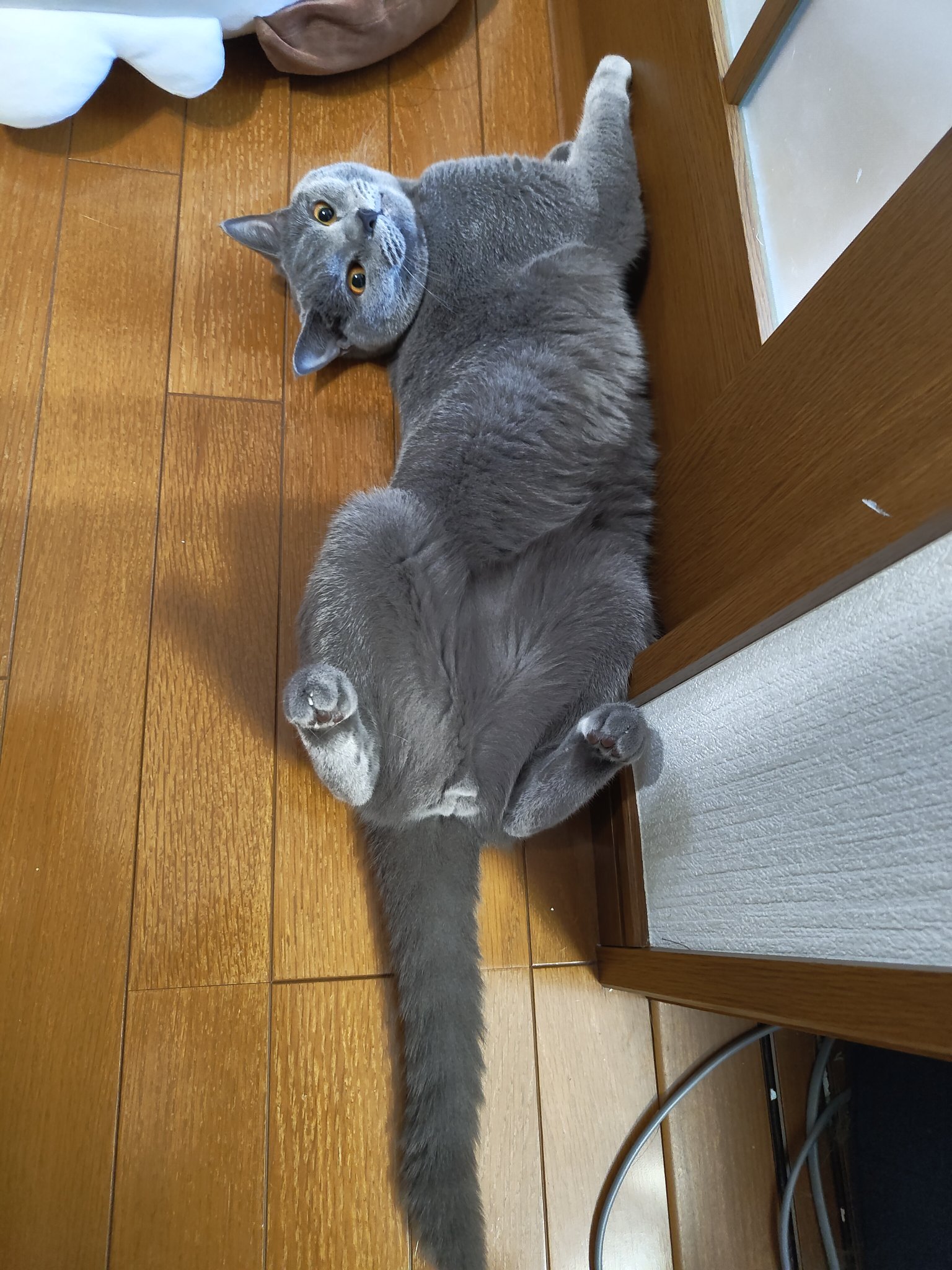 ねこのうたたね Amazon.co.jp: ねこのうたたね : どい かや: 本
