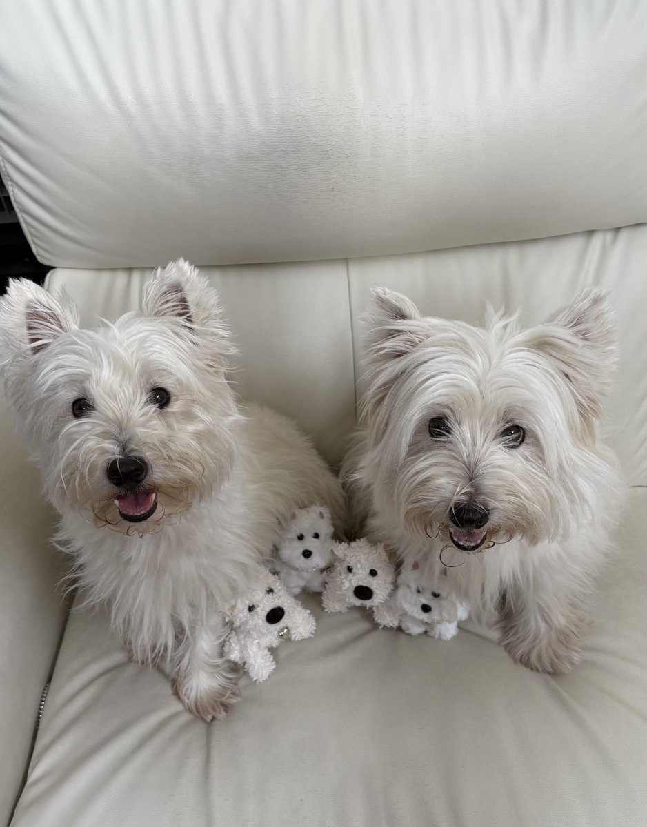 家族が増えました🐶🐶🐶🐶
#ウエストハイランドホワイトテリア  #ウエスティ #WESTIE #westhighlandwhiteterrier  #犬のいる暮らし #3COINS