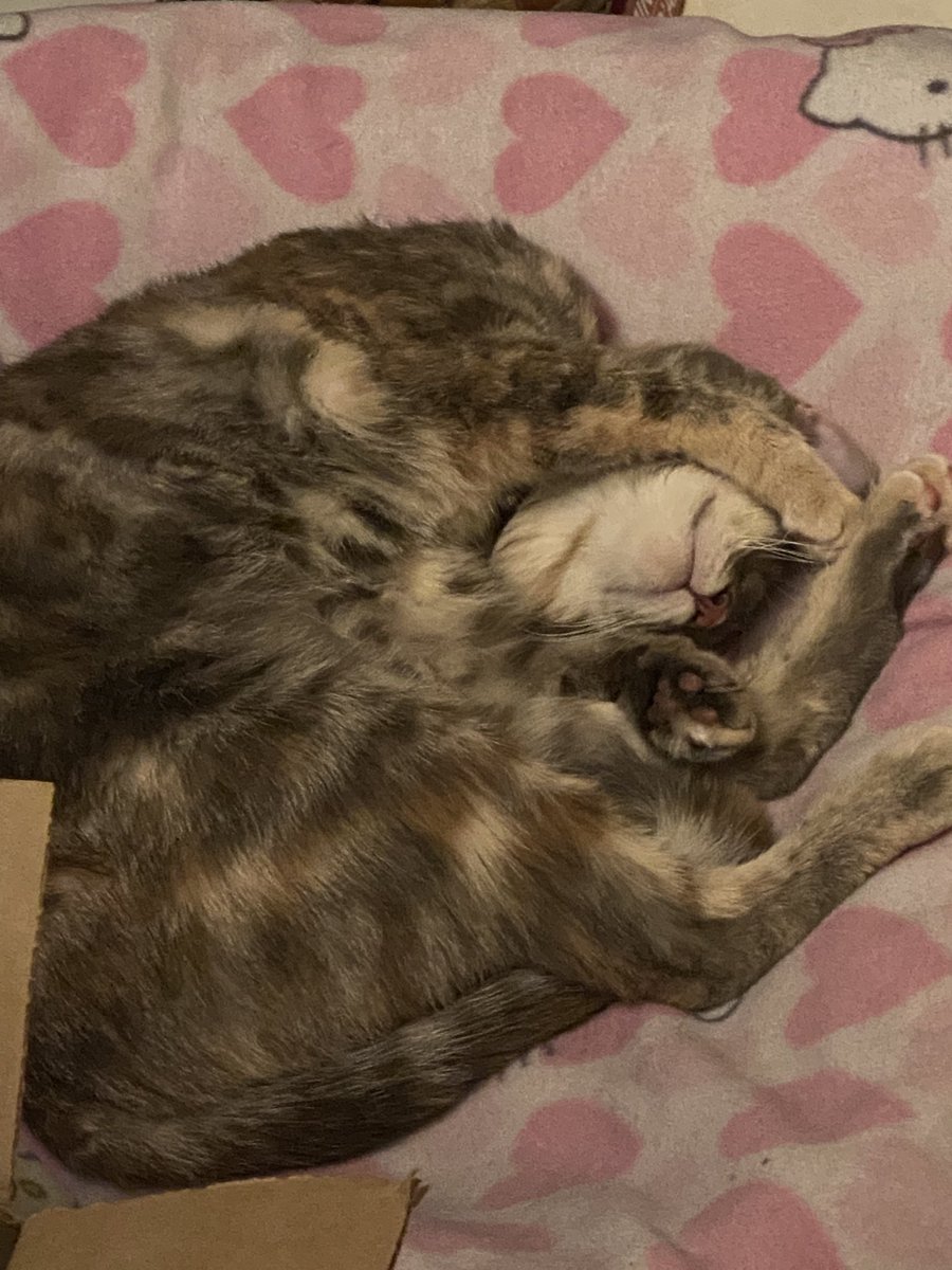 blearyed's tweet photo. It’s been over a year, but tbh I still can’t believe I have a cat. lol https://t.co/5FFLM6961D