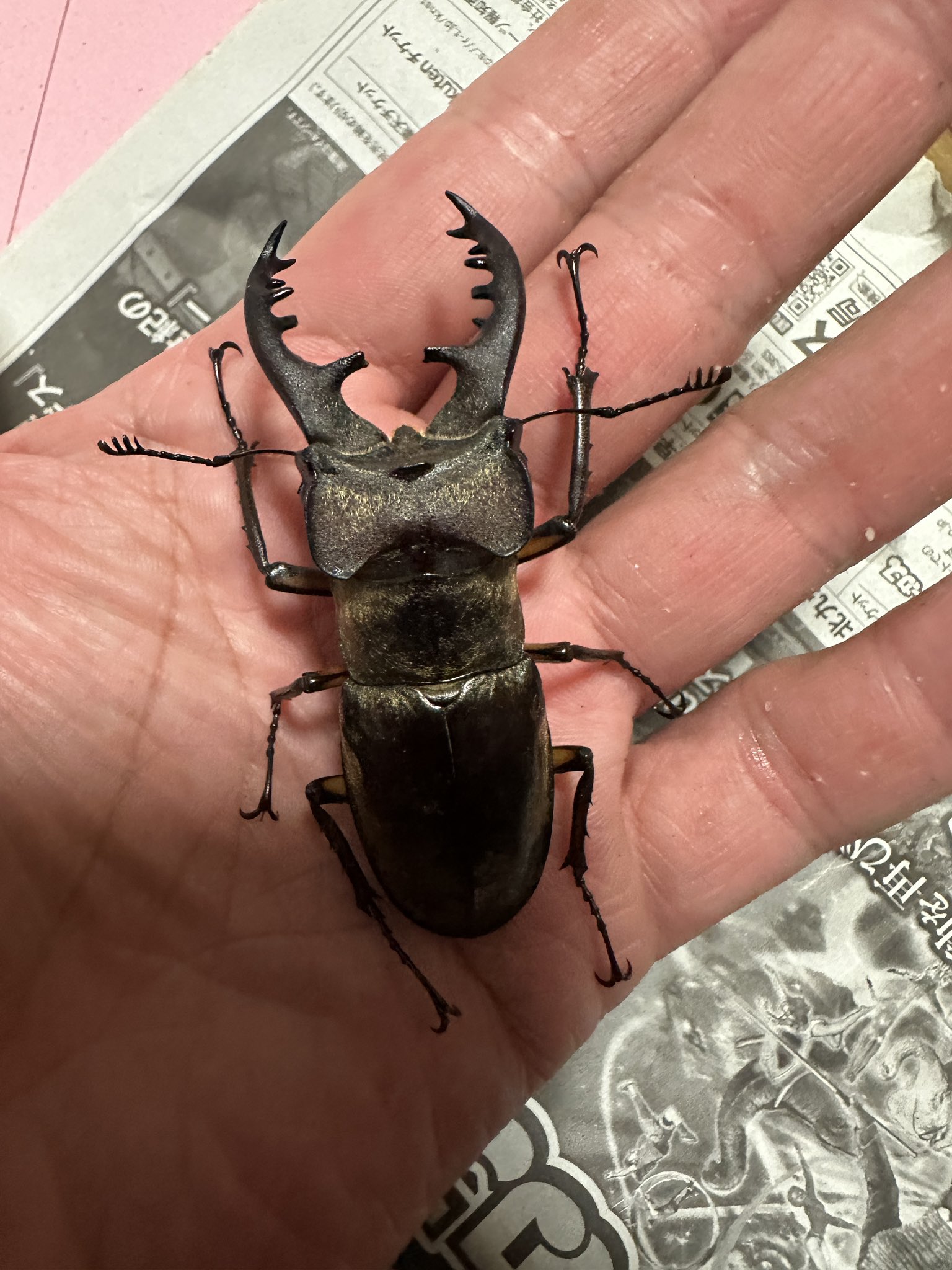 Sparkle Beetle (@BeetleSparkle) / X