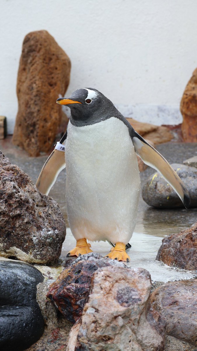 ジェンツー　ペンギン　剥製 ジェンツーペンギン - Cerca / X