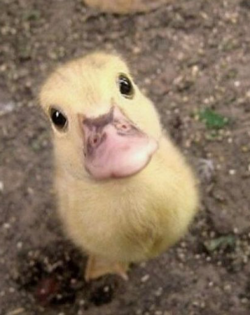 kookspies's tweet photo. #duckoo https://t.co/WkQBUCZXkH