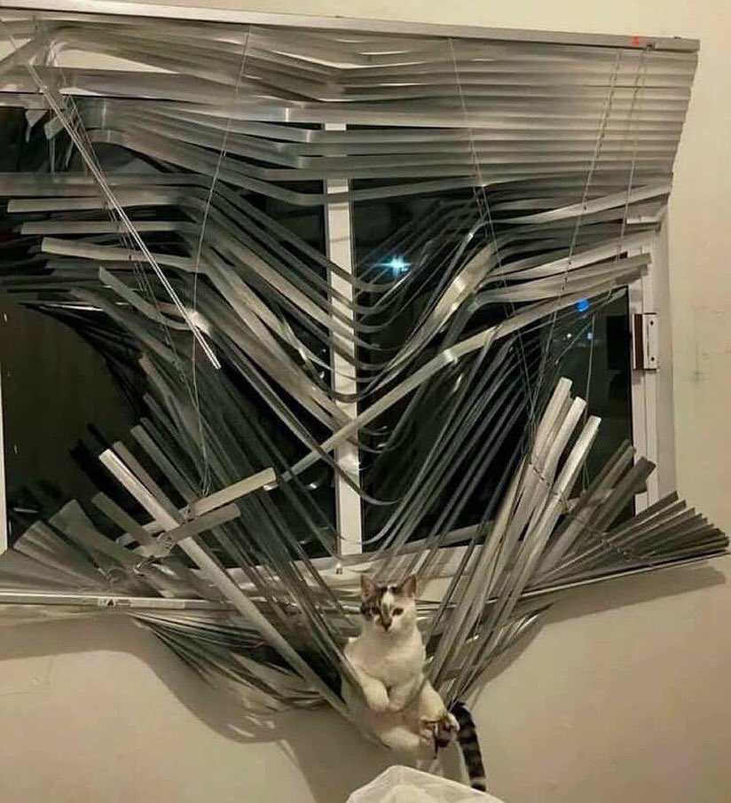 Cats with pawerful aura (@aurawithcats) on Twitter photo 