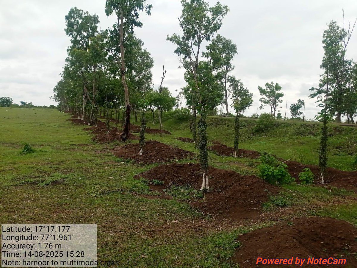 PriyankKharge's tweet photo. Under the Hasiru Patha scheme, roadside plantation works are underway across Kalaburagi district. 

So far, 240 km will be covered in the this year. The scheme, aimed at enhancing greenery and environmental sustainability in rural areas, was launched on 5th July 2025.

@eshwar_khandre