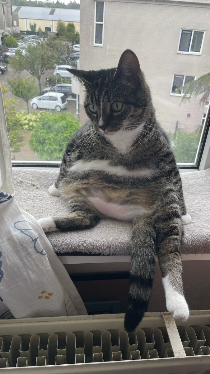 Oma Lotje 🥰 ons rolmopsje… #cats #katten #lotje