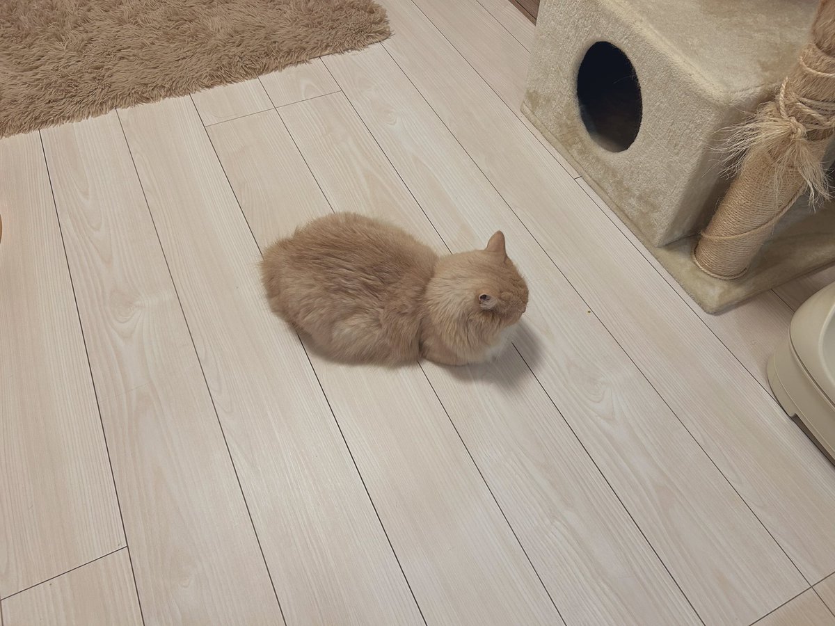 香箱座りでしゅ🐱