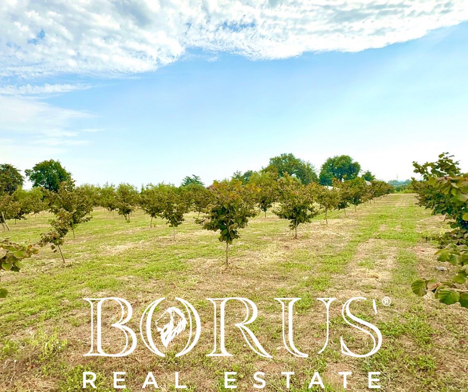 BorusRealEstate's tweet photo. Terreno agricolo con impianto di nocciole.

📍Sparanise 
🛠️ Impianto nocciole efficiente ed attivo
📏6 Moggi (circa 20mila mq di terreno)
💶Euro 180.000,00

Sei alla ricerca di un terreno agricolo il tuo impianto di nocciole? Borus Real Estate -  numero fisso 081 612 31 07. https://t.co/5YIgNYJLq2