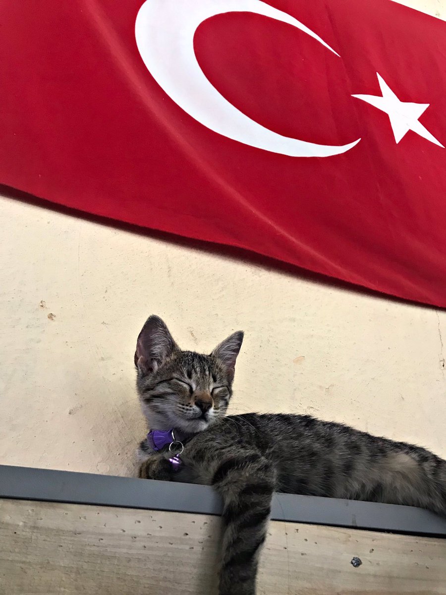 Gölgesi ayrı , kendisi ayrı güzel bayrağımız🇹🇷