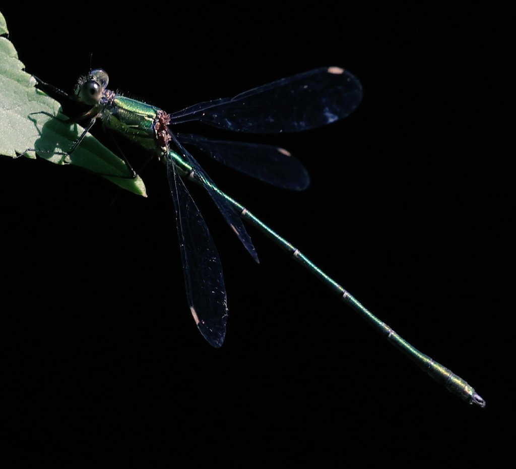 Didn't expect to be seeing this lovely Willow Emerald damselfly <a href="/WWTSlimbridge/">WWT Slimbridge</a> yesterday afternoon.