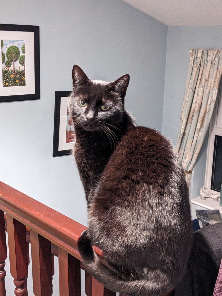 Alison Stedman tweet media