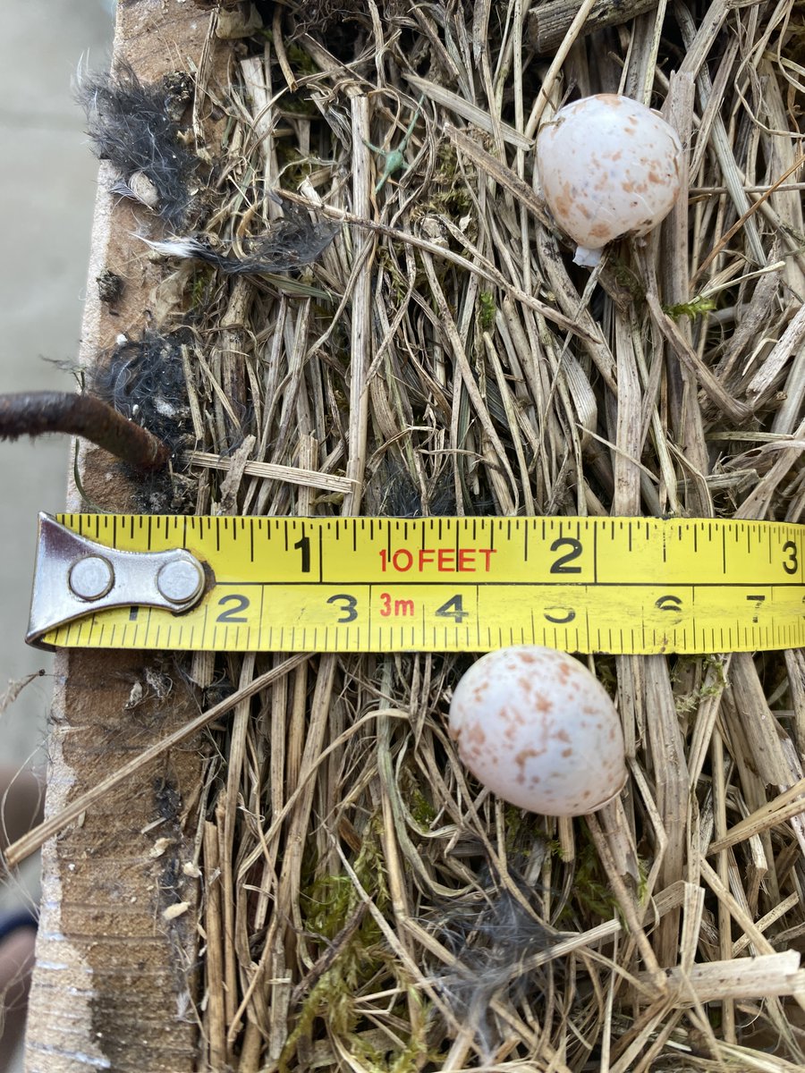 Paxmere..🕷️🏴‍☠️ 🐝🌹〓〓 🏴󠁧󠁢󠁥󠁮󠁧󠁿🇪🇺🦋 tweet media