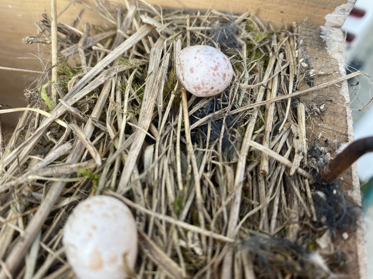 Paxmere..🕷️🏴‍☠️ 🐝🌹〓〓 🏴󠁧󠁢󠁥󠁮󠁧󠁿🇪🇺🦋 tweet media