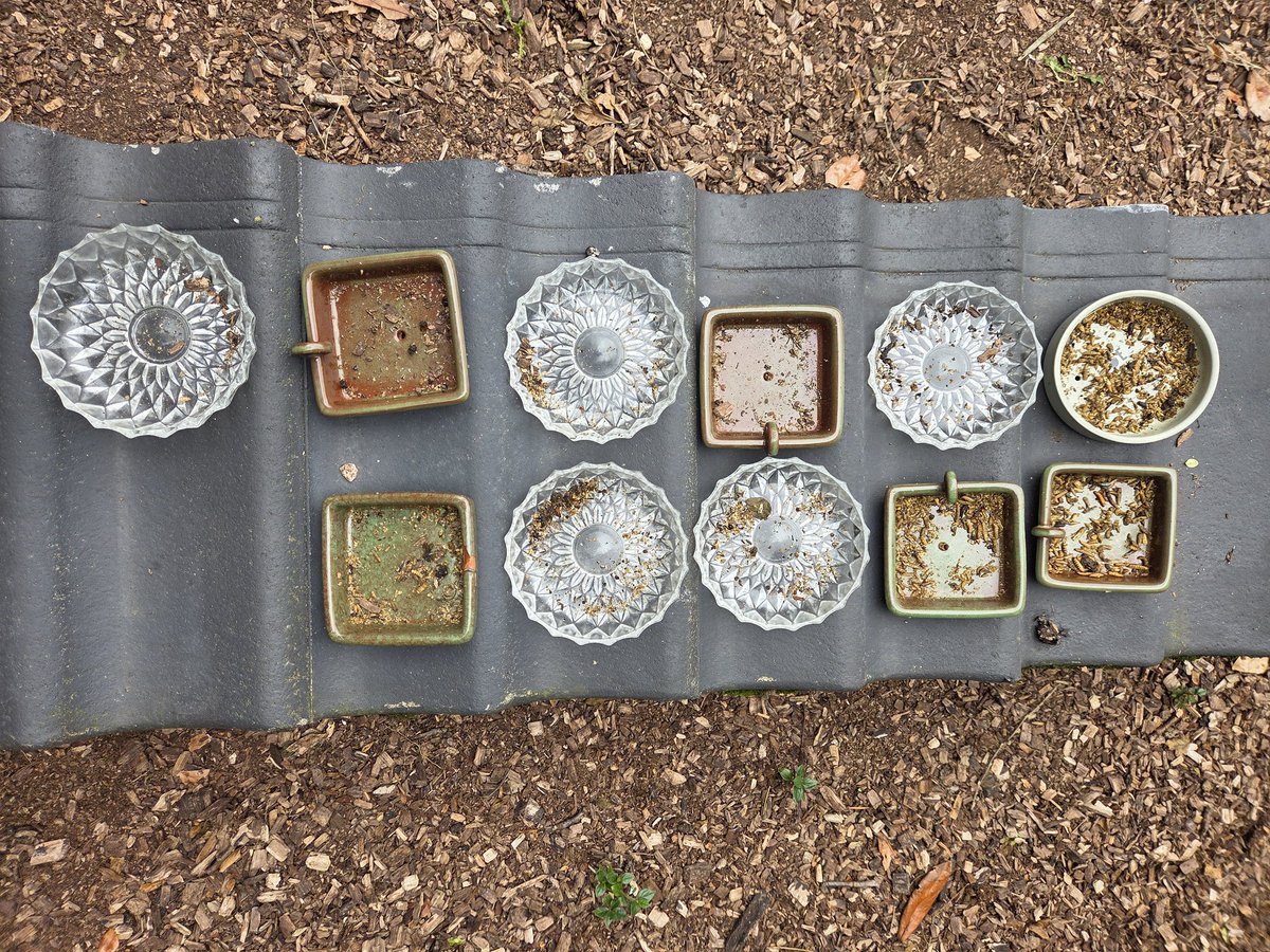 blueRacerOL's tweet image. Und bei Igels so 🥰 

Aufgestockt auf 11 Schalen und trotzdem alle leer. 🤷‍♂️
Die Paarungszeit scheint vorbei und alle bereiten sich auf den Winter vor. 🥰😀

#TiereImGarten #Igel #hedgehog