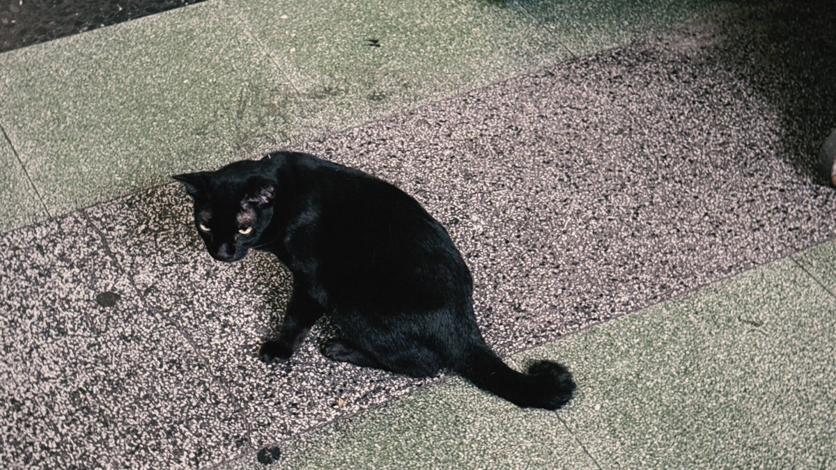 cats of tha prachan, bkk
aug 2025