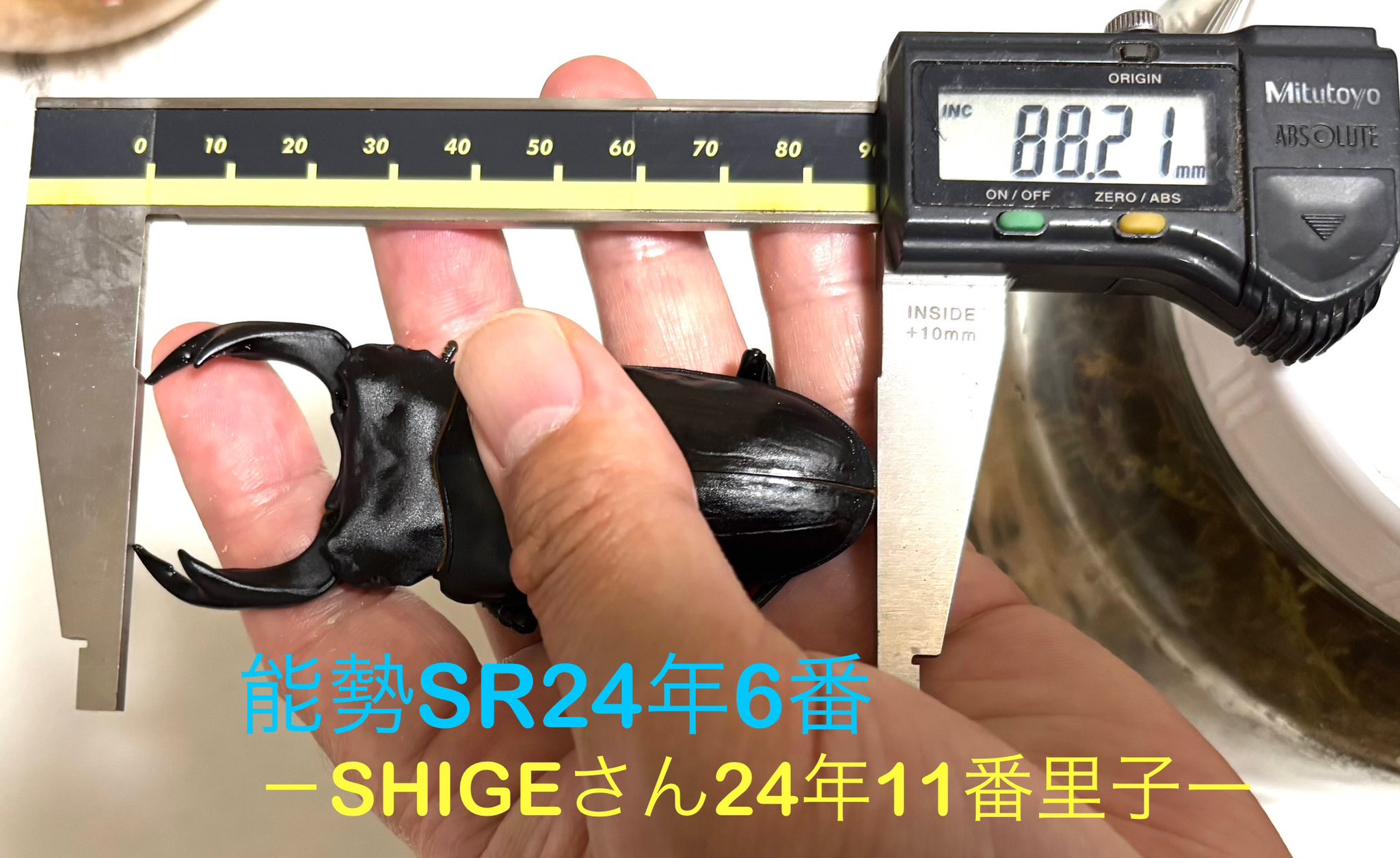 カブクワオタク カブ太郎クワ次郎 (@1978insectkbkw) / X