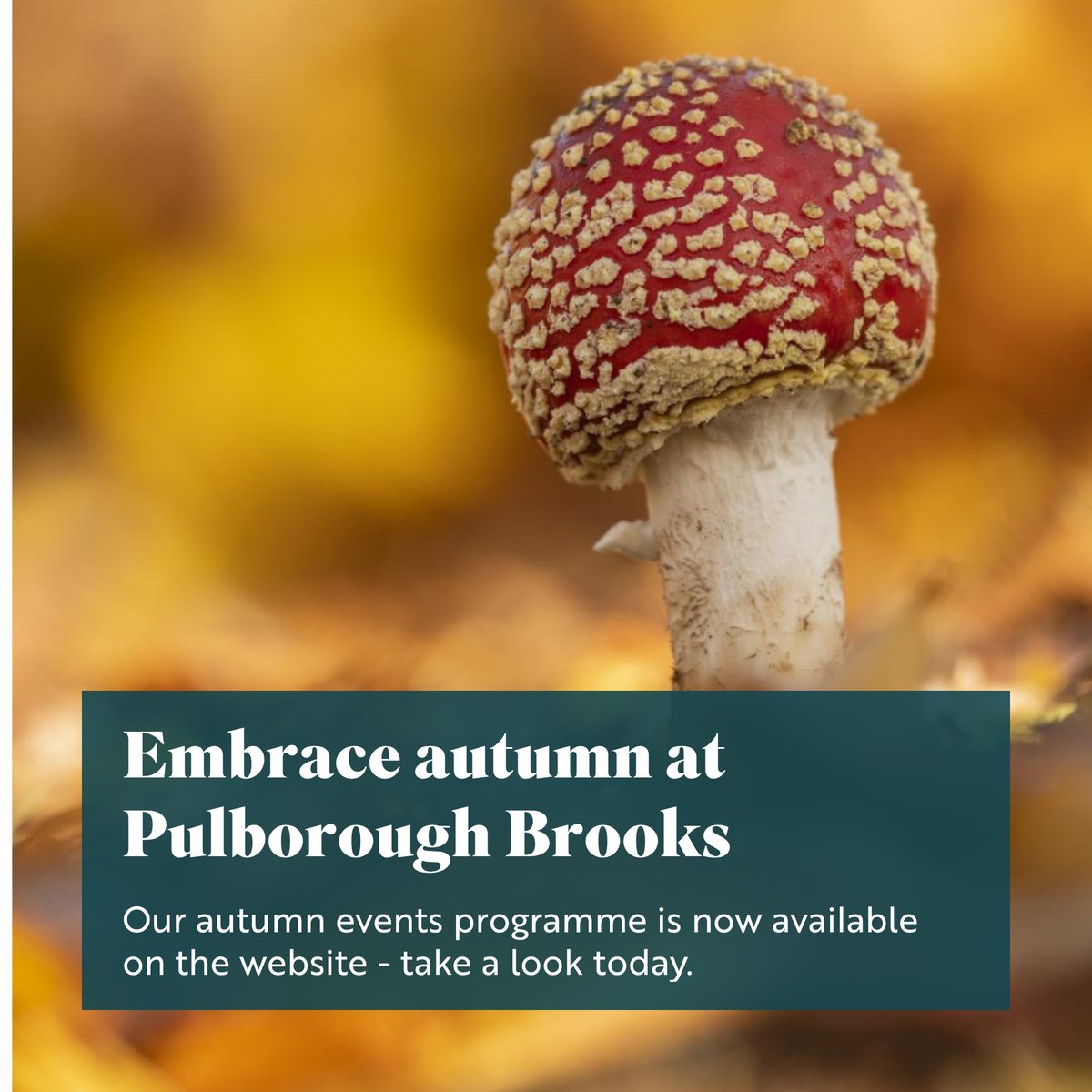 We're excited to be including some new night-time events and in October, our 'festival of fungi' includes guided walks, photography safaris and fungi-themed printmaking workshops.
Find out more and book:
events.rspb.org.uk/pulboroughbroo…
#autumn #fungi #NatureAtNight
