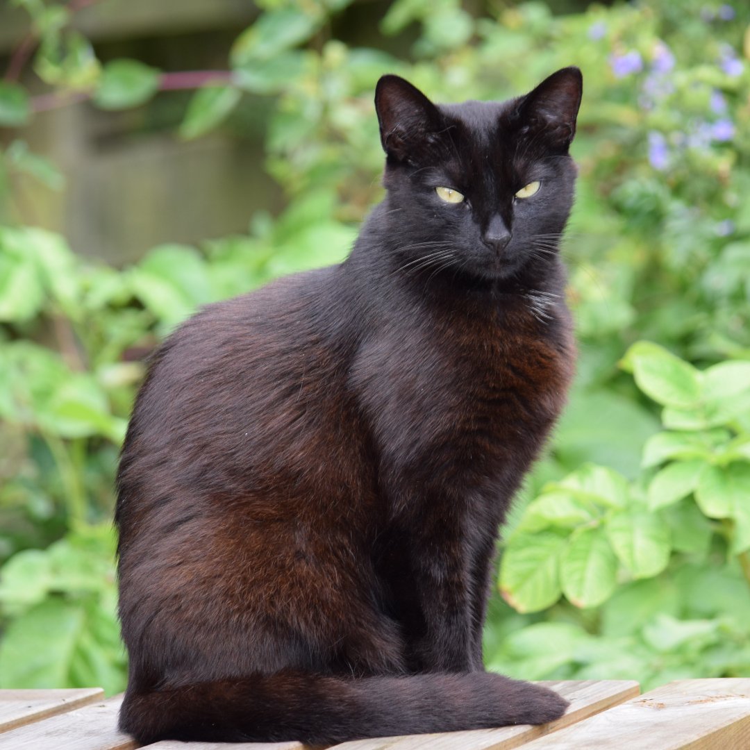 It’s Black Cat Appreciation Day, and here’s a fun fact: ☀️ Some black cats “rust” in the sun! Their fur can turn reddish-brown thanks to a pigment called pheomelanin — the same one found in redheads! Celebrate your feline friend today 😻🐾

#BlackCatAppreciationDay #BlackCatsRock