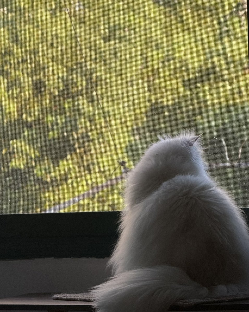 🍃