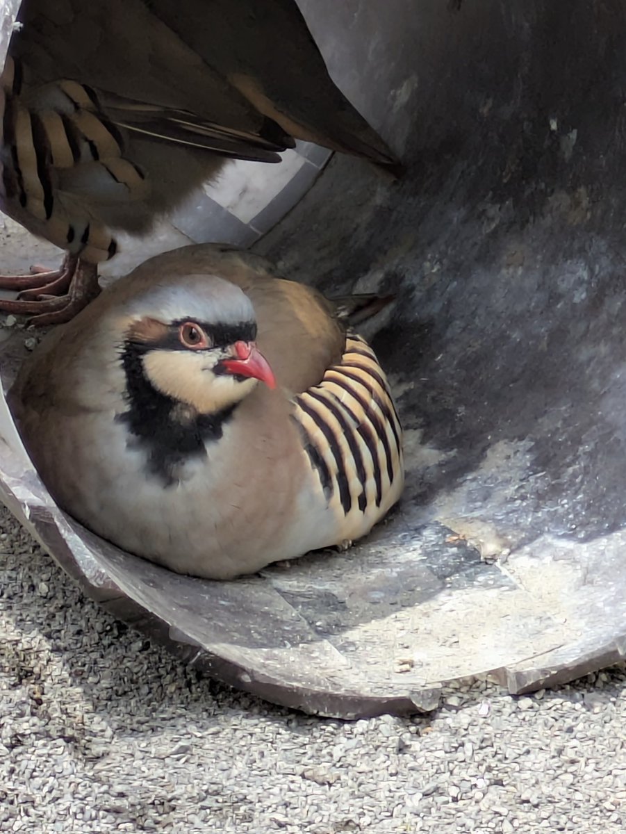 イワシャコの剥製 イワシャコ - البحث / X