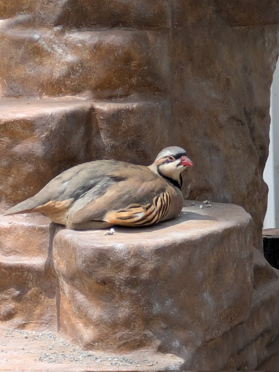 イワシャコの剥製 イワシャコ - البحث / X