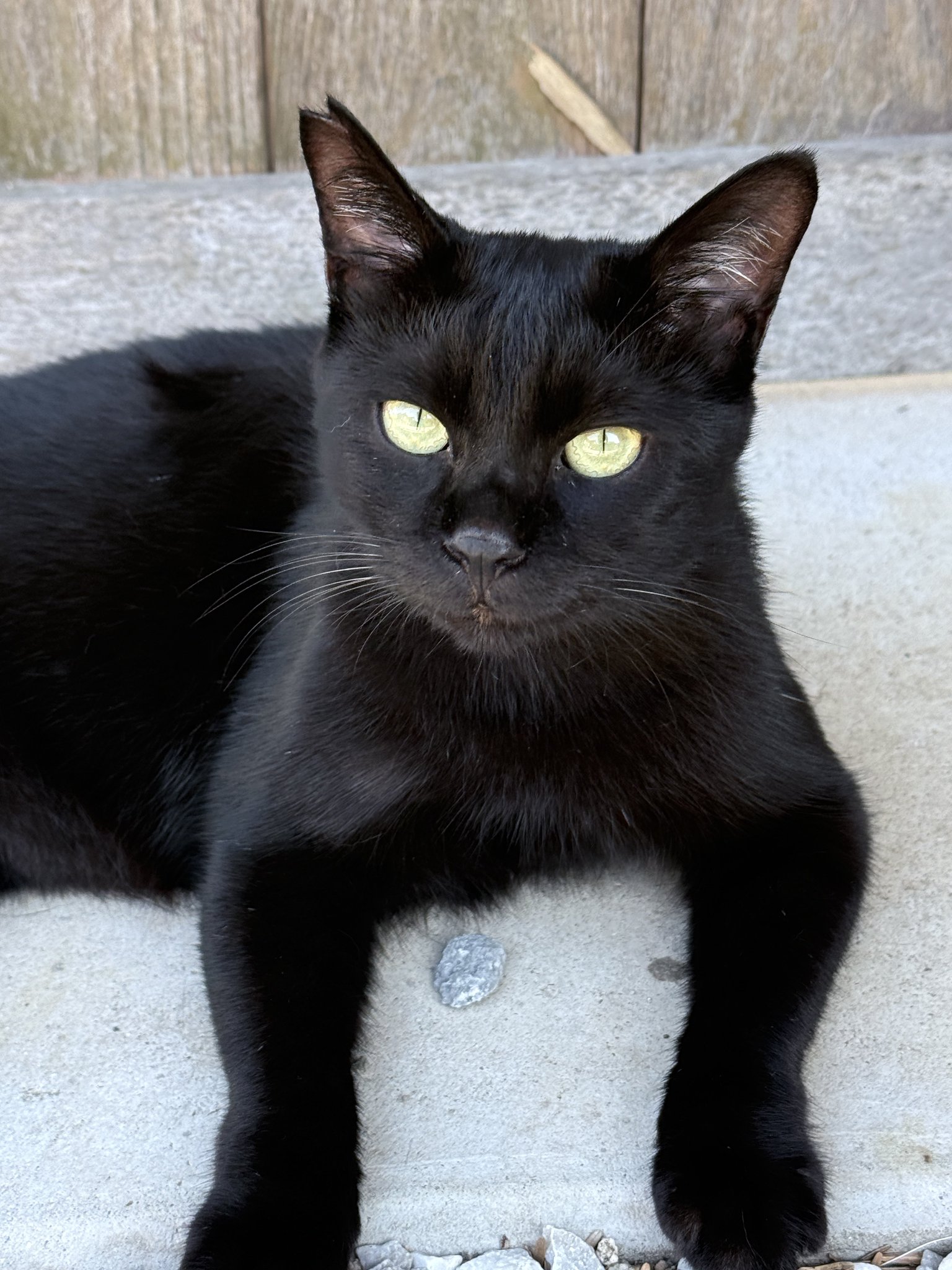 くろねこ 00:くろねこ🐈‍⬛🍏 on X: 