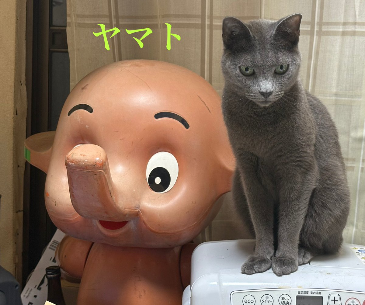 8989gaburisuto's tweet photo. 今夜のヤマトくん🐈‍⬛
明日から仕事だよ😅
休日もお出掛けさんだよ😽
サトちゃんと留守番だよ😊
大丈夫任せてよ😸 https://t.co/wJWddAH3Nw