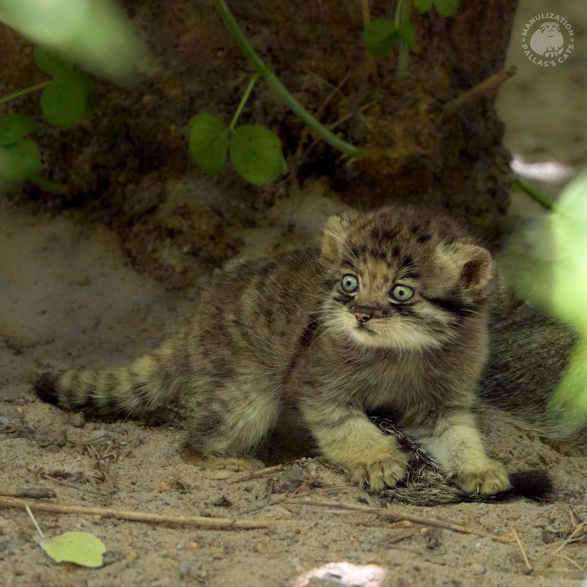 Roman Paulov tweet media