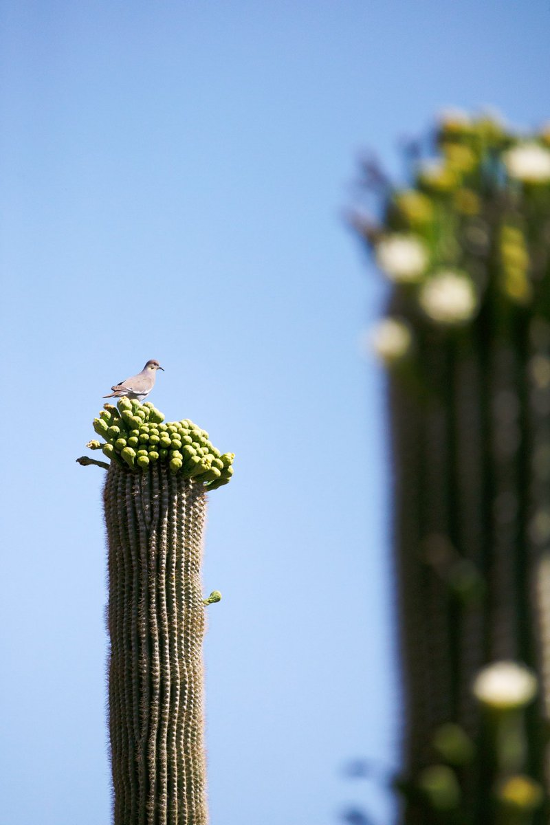 blakesneed's tweet photo. Saguaro 🌵 National Park 🏞️ during Springtime, USA, 2025, Pt. II https://t.co/WKHkppG6IM