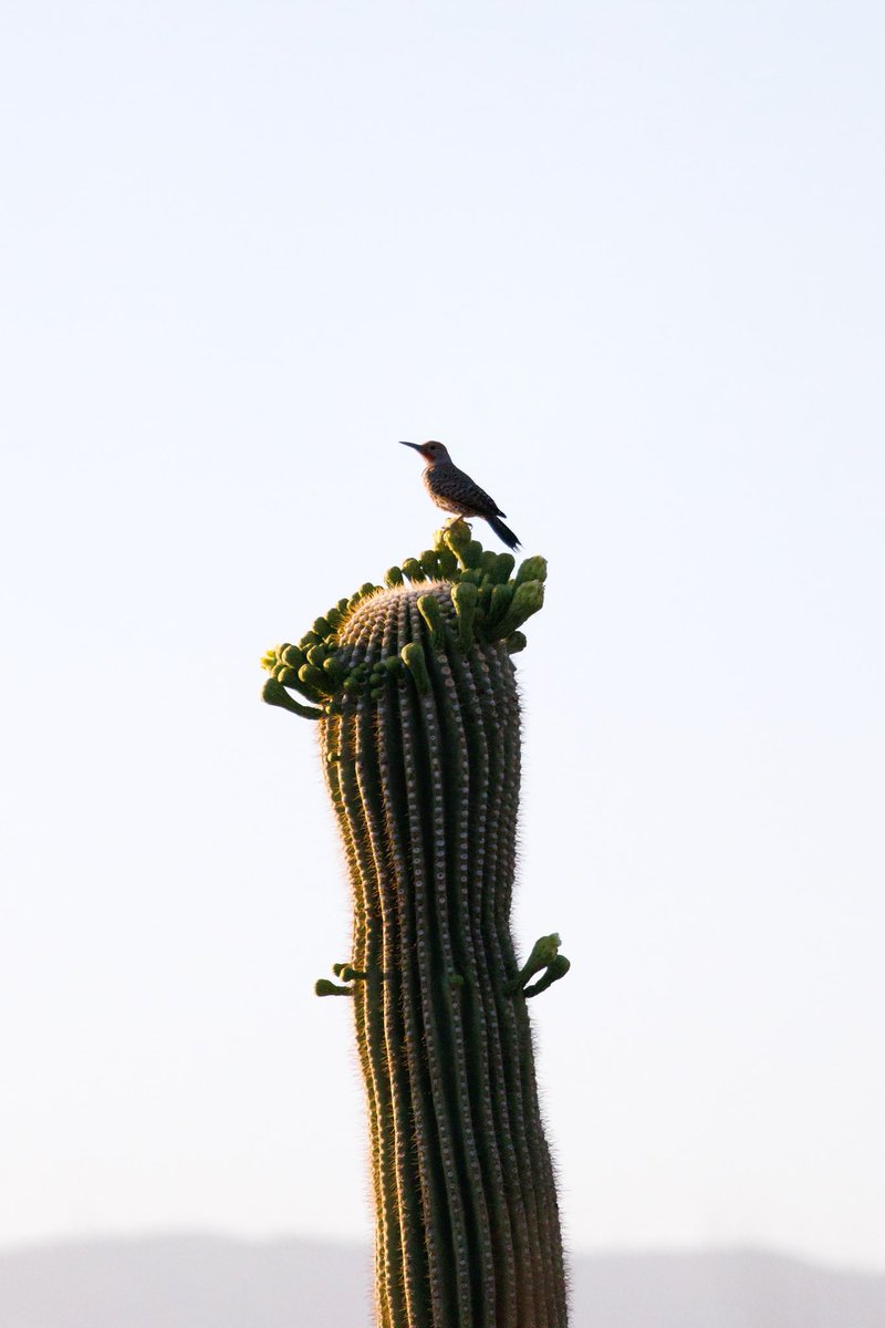 blakesneed's tweet photo. Saguaro 🌵 National Park 🏞️ during Springtime, USA, 2025, Pt. II https://t.co/WKHkppG6IM