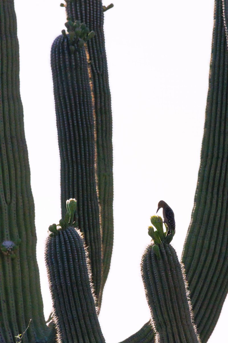 blakesneed's tweet photo. Saguaro 🌵 National Park 🏞️ during Springtime, USA, 2025, Pt. II https://t.co/WKHkppG6IM