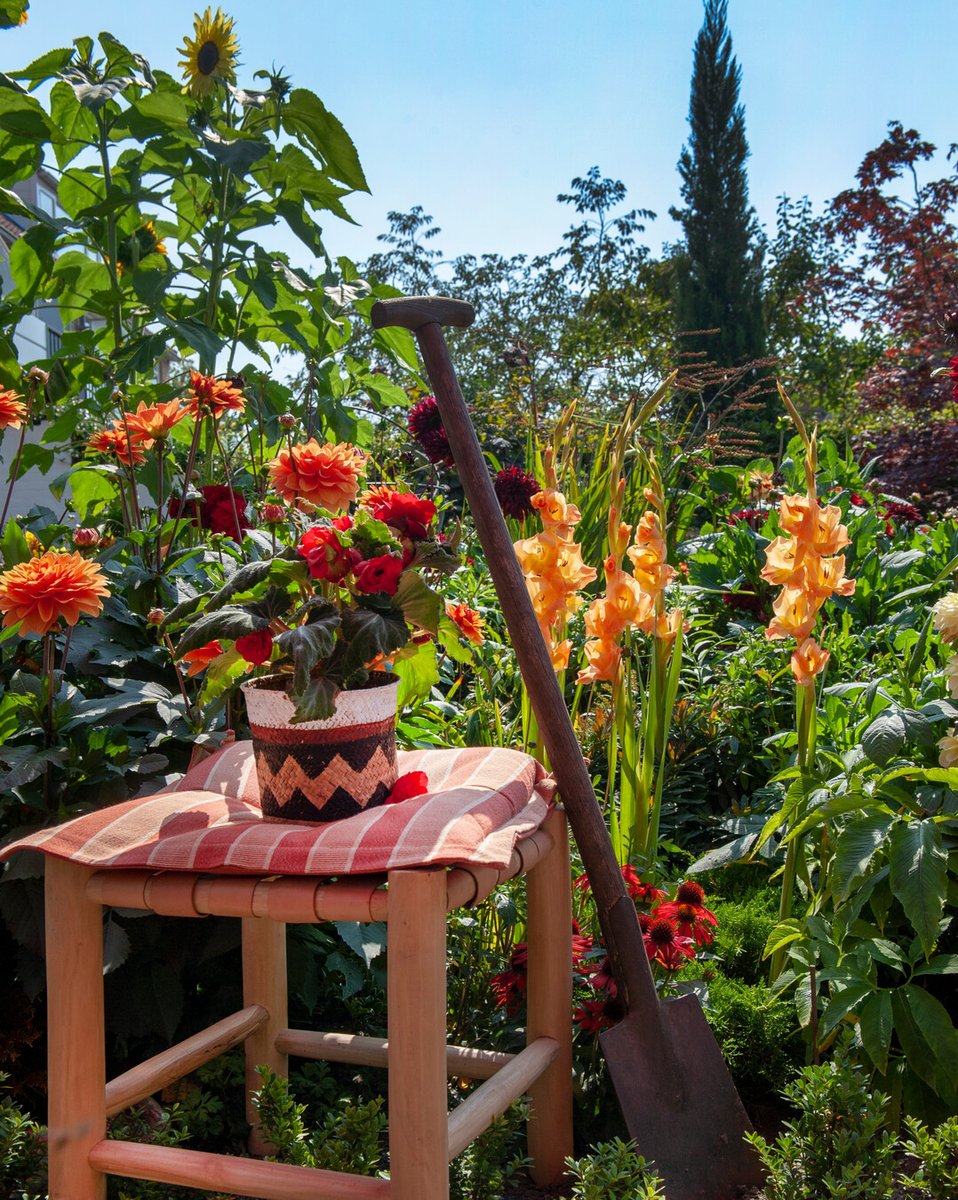 ✨ There's a special alchemy that happens when summer bulbs awaken. im.nu/LQC783 #gardenmagic #summersplendor #flowerbulbsmakeyoubloom