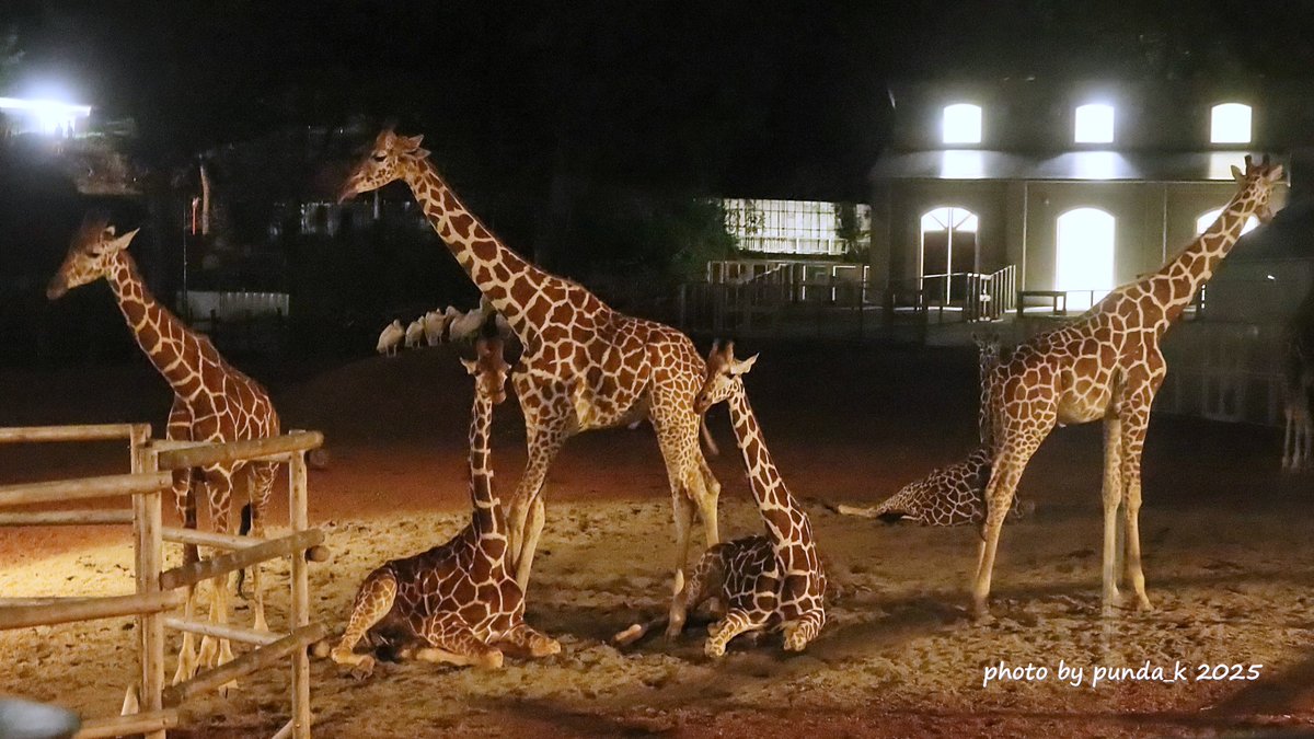 夜を楽しむキリンたち🦒（📷2025.8/14）
（左からジャガ・アカリ・ジム・ユリネ・ジョー）
#多摩動物公園　＃キリン