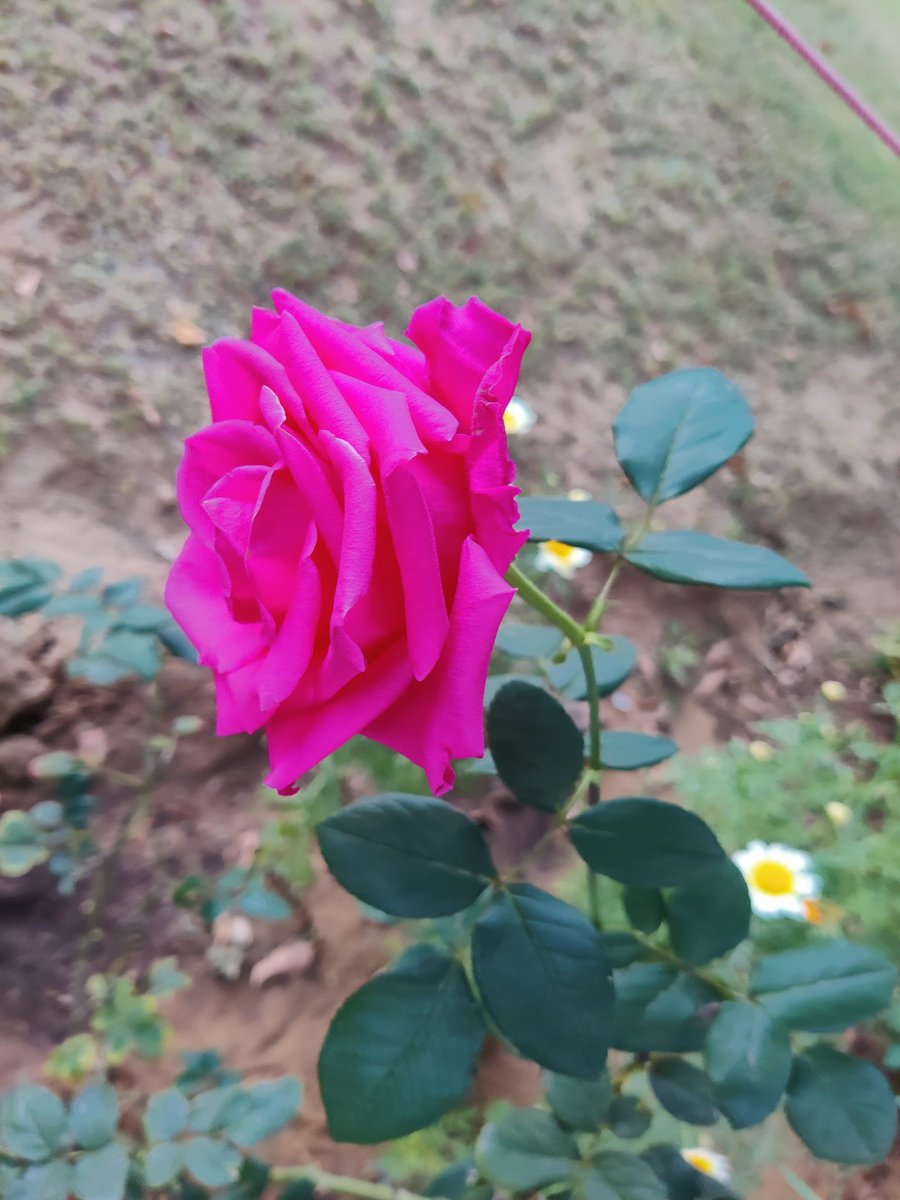 Tere_do_nainaaa's tweet image. लोग फूलों को बहारों में जला देते हैं
हम तो काँटों को भी दामन में जगह देते हैं

~शैदा रूमानी 🌹✨🤌
#Shair 🤌🌻
#सफर_ए_ज़िंदगी 💌