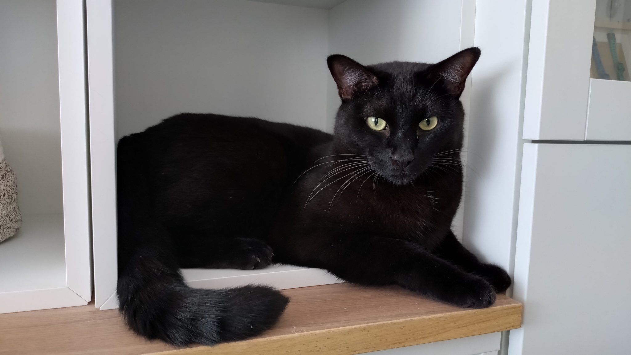黒猫 MOGA on X: 
