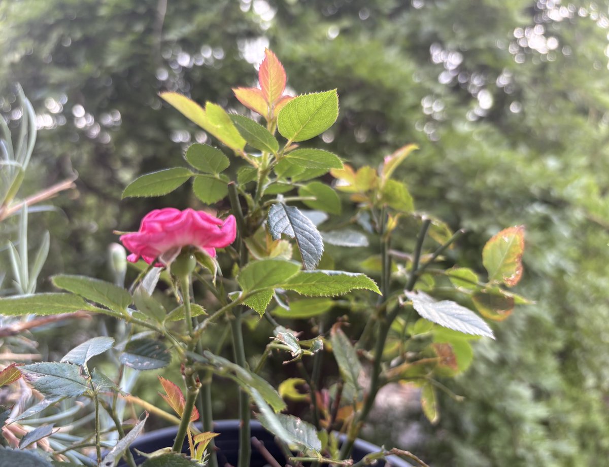 İstanbul’da balkonumuzda sabah…
Sanki uzaktan sonbaharın sesini duyuyorum. 
🥰
