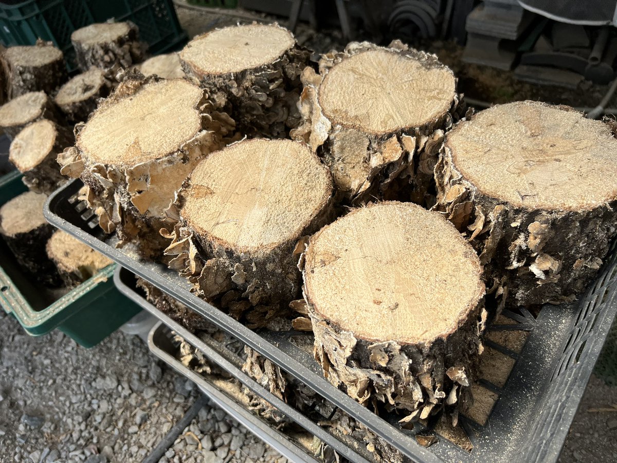 休みが今日までなので、虫部屋を大掃除し🧹自作カワラ材を6本切ったらヘトヘトになりました💦
我ながら上出来！ホペイ以外のウッディやタランドゥスに使いたい😆